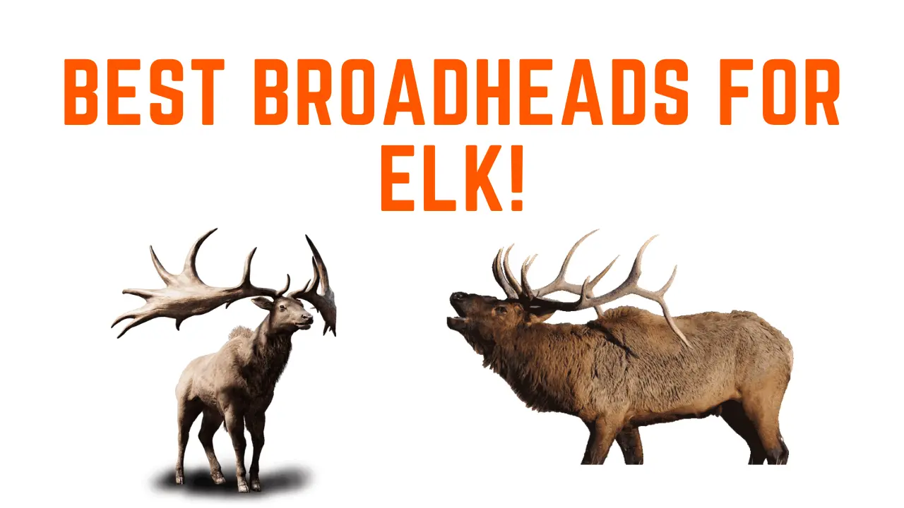 The 8 Best Broadheads for Elk 2023