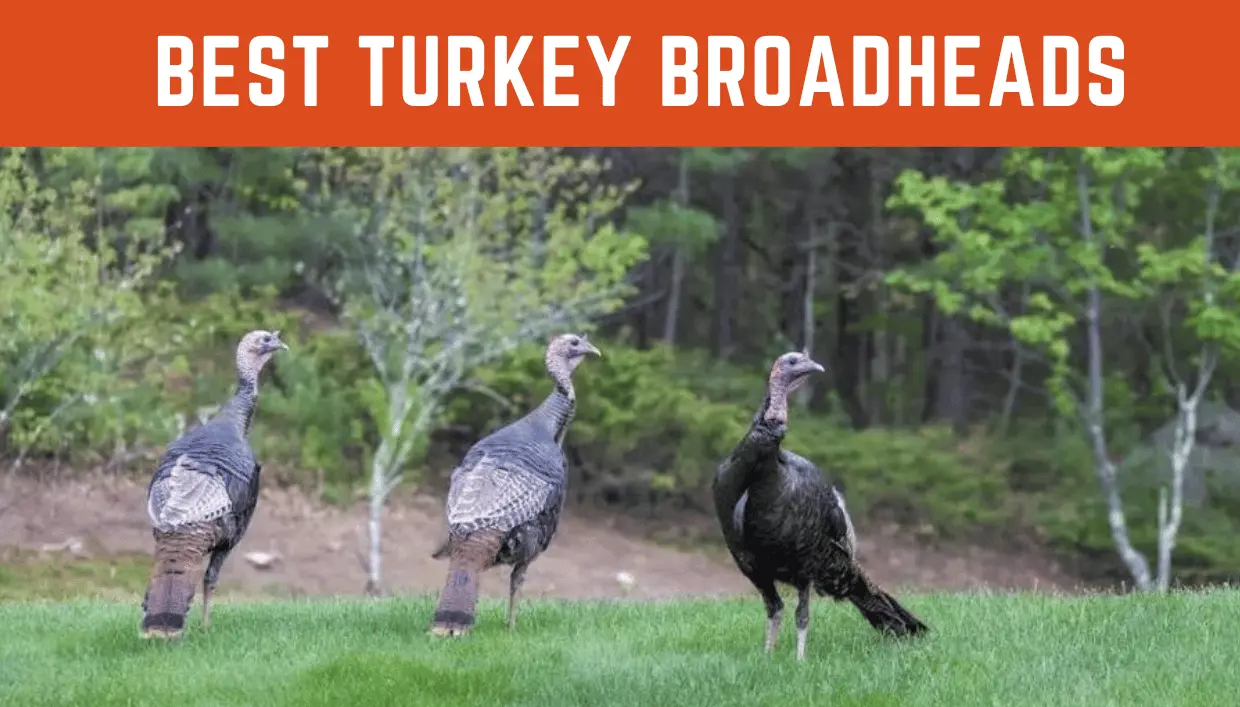 Best Turkey Broadheads