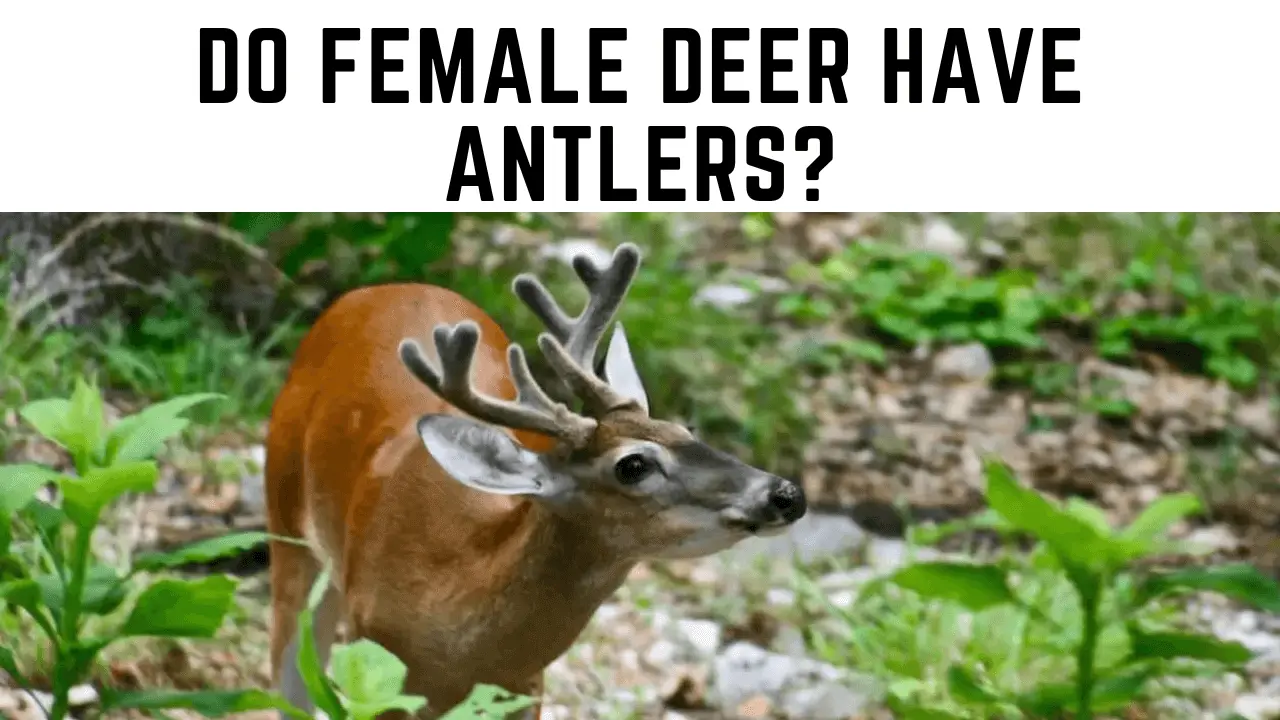 Do All Deer Have Antlers, Including the Female Ones?