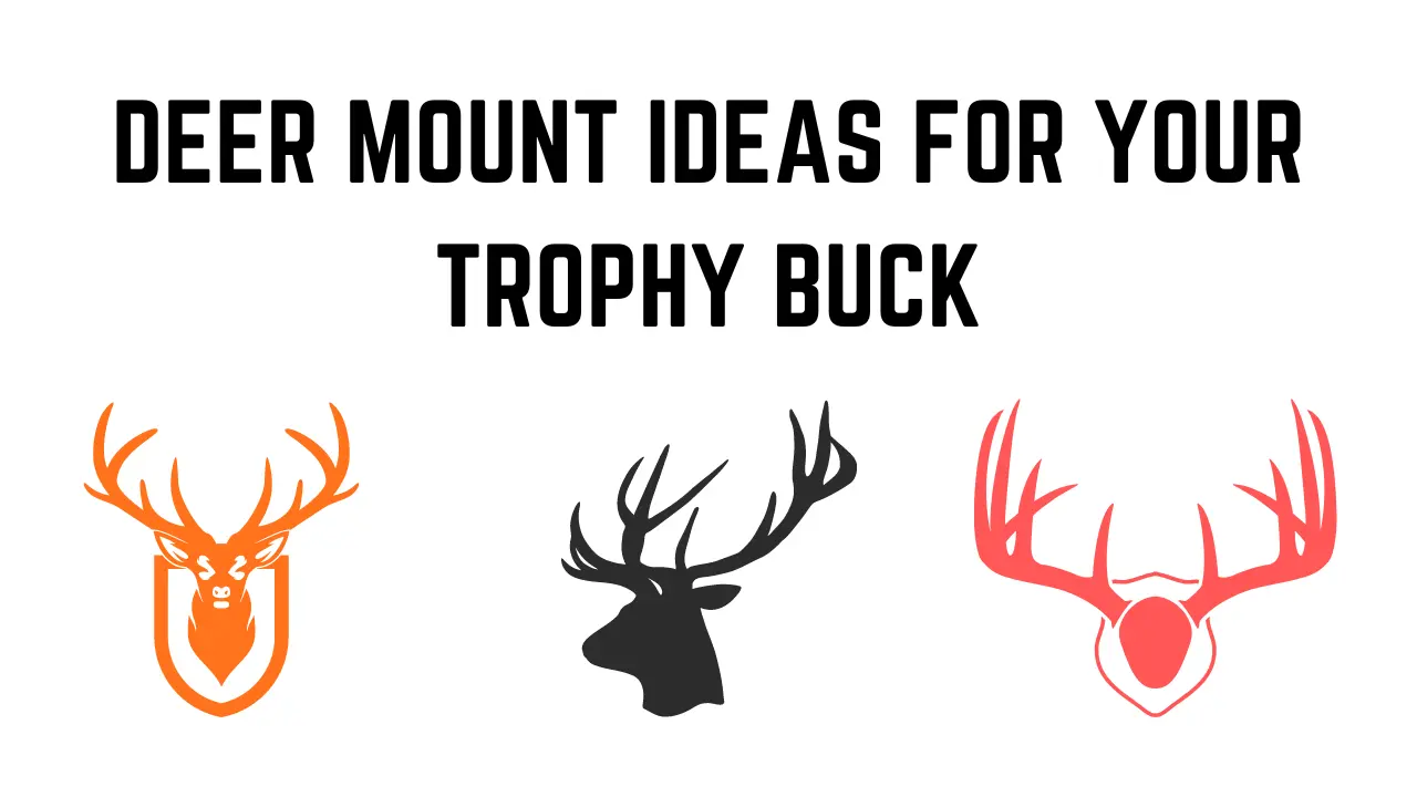 Types of Deer Mount Ideas and How to Pose Them 