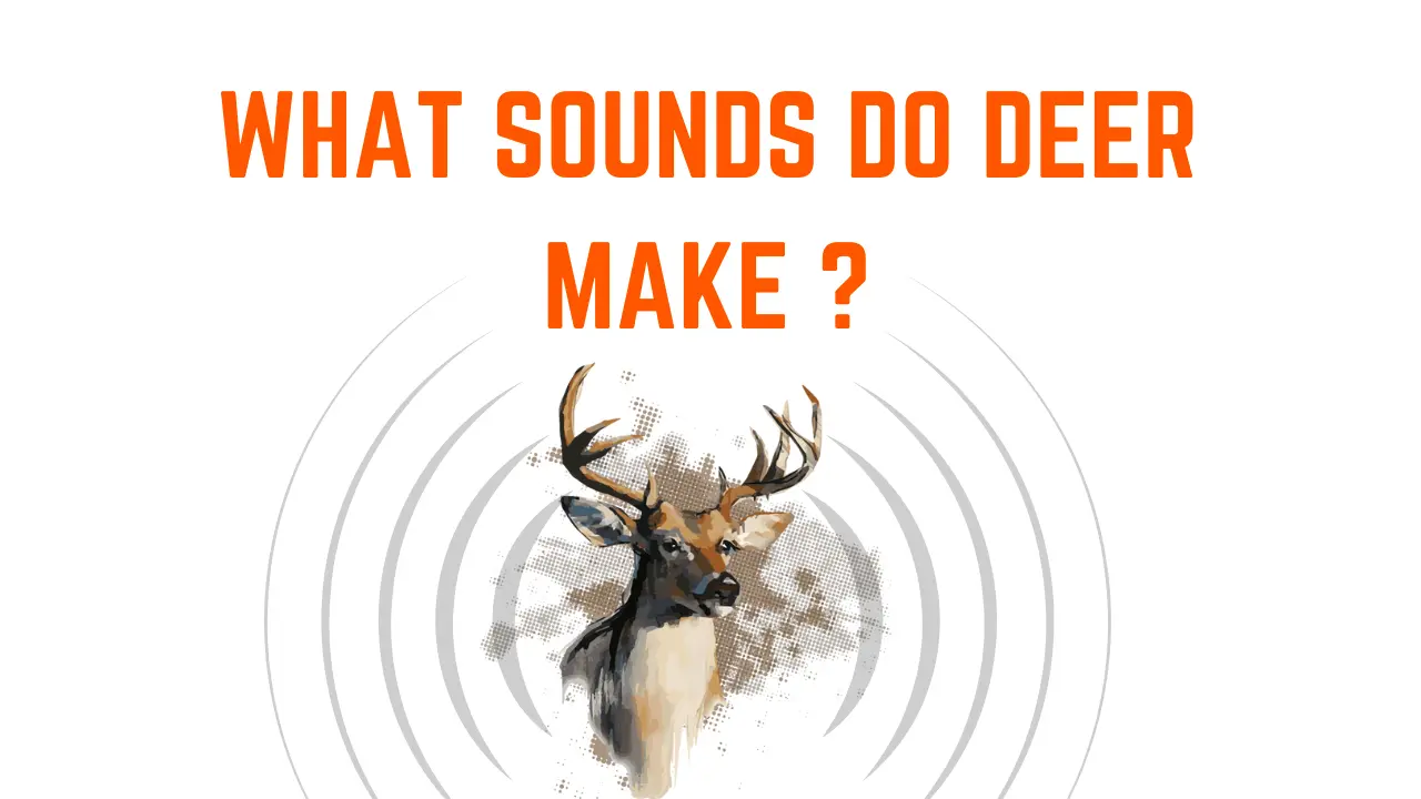 What Sound Does a Deer Make: Common Deer Sounds You Should Know