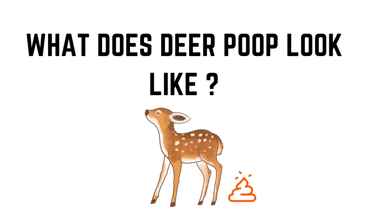 What Does Deer Poop Look Like