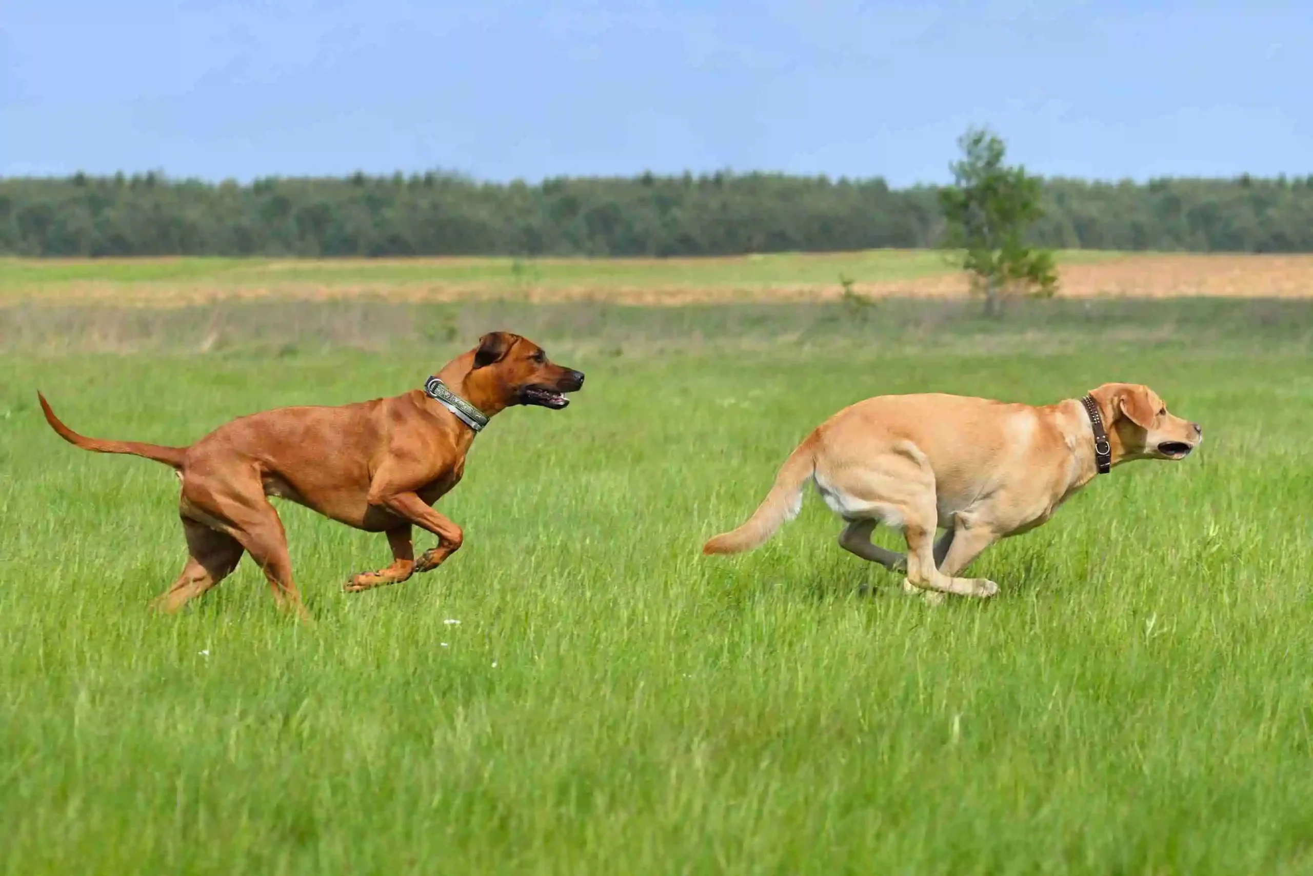 Are Dogs Faster Than Deer?