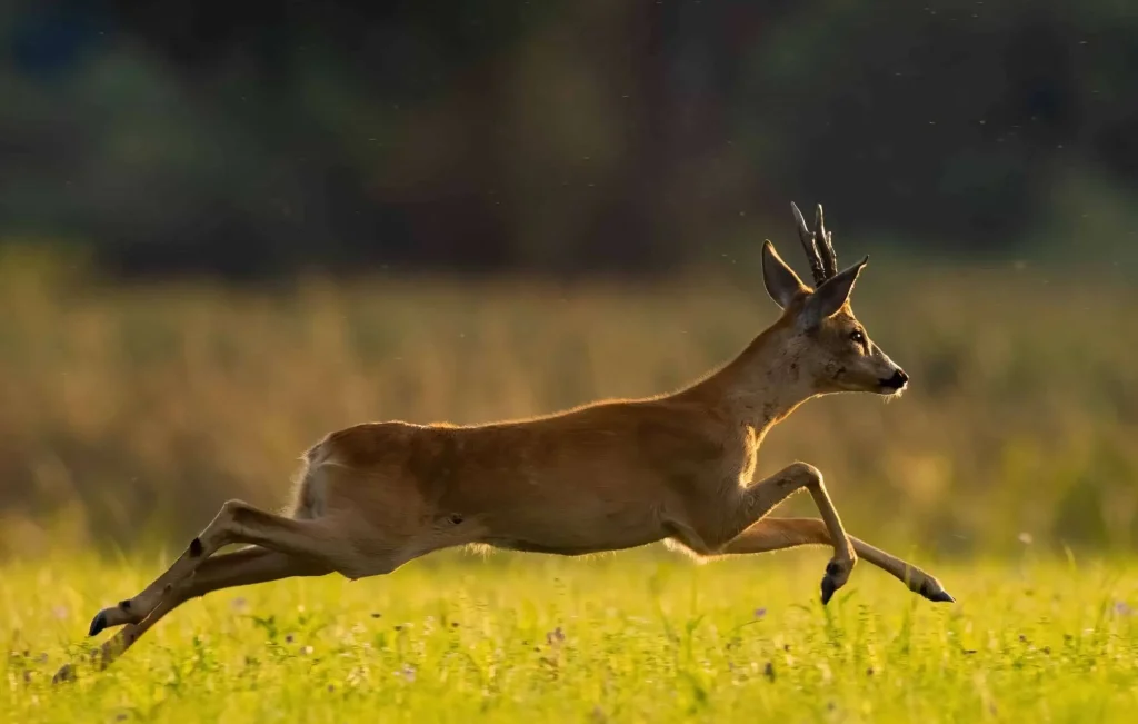 How Fast Can a Deer Run