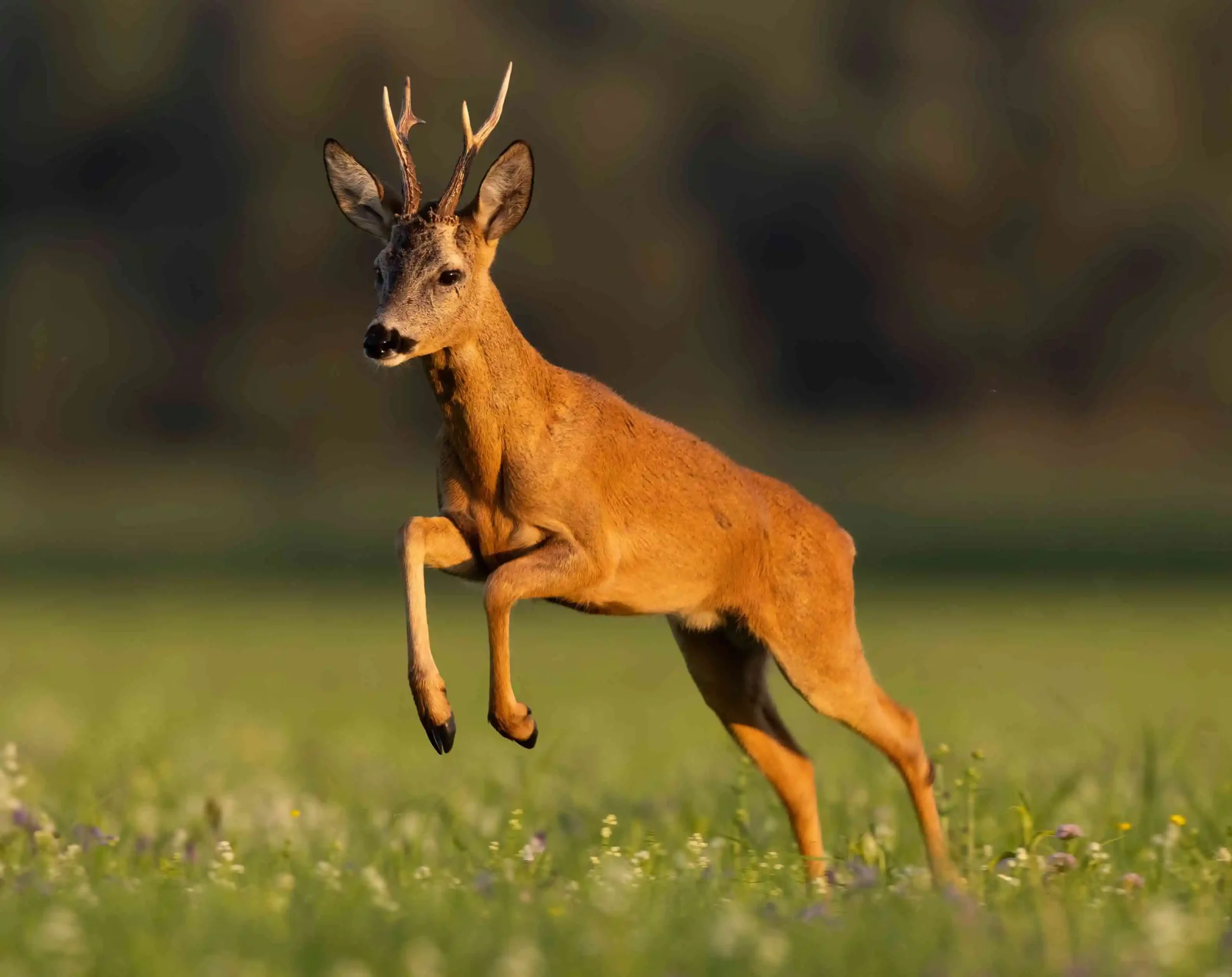 how fast can a deer run