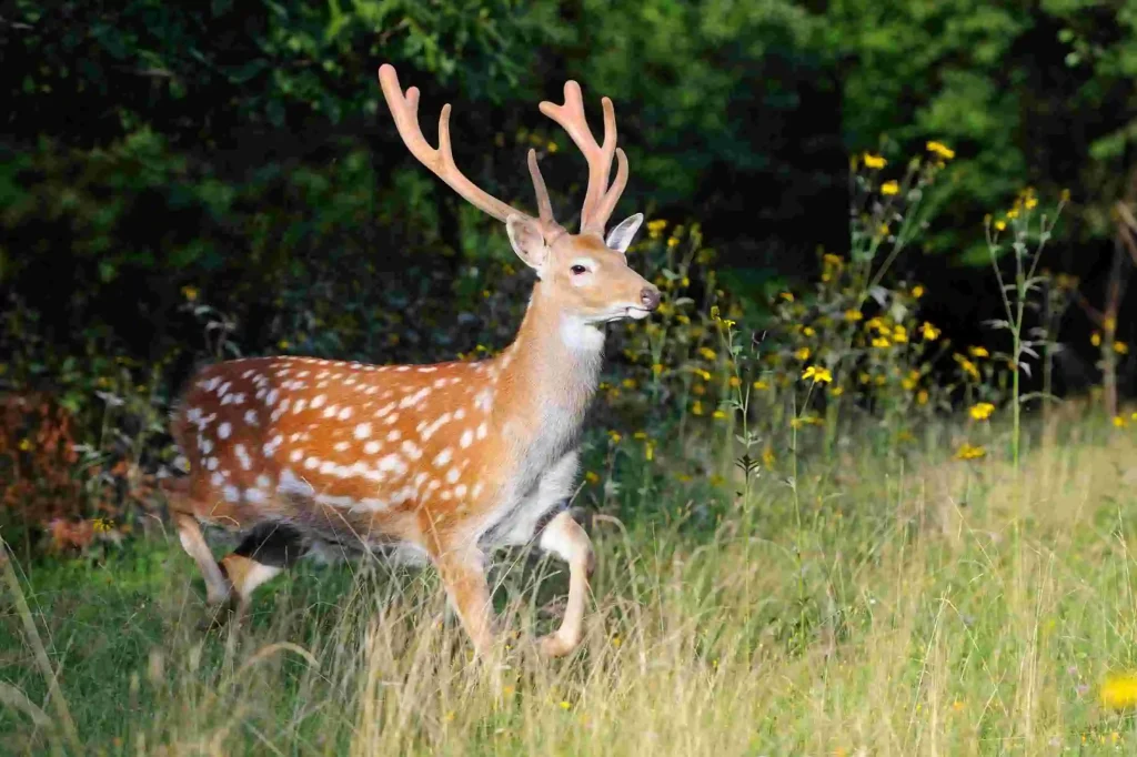 Whitetail Deer Running Speed
