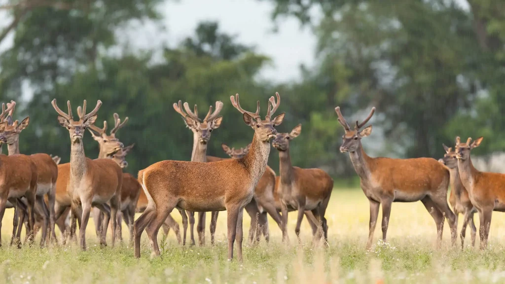 what is a group of deer called