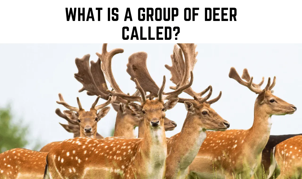 What is a Group of Deer Called? Know the Deer Dictionary