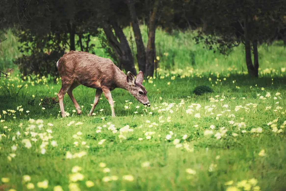 Are chrysanthemums deer resistant