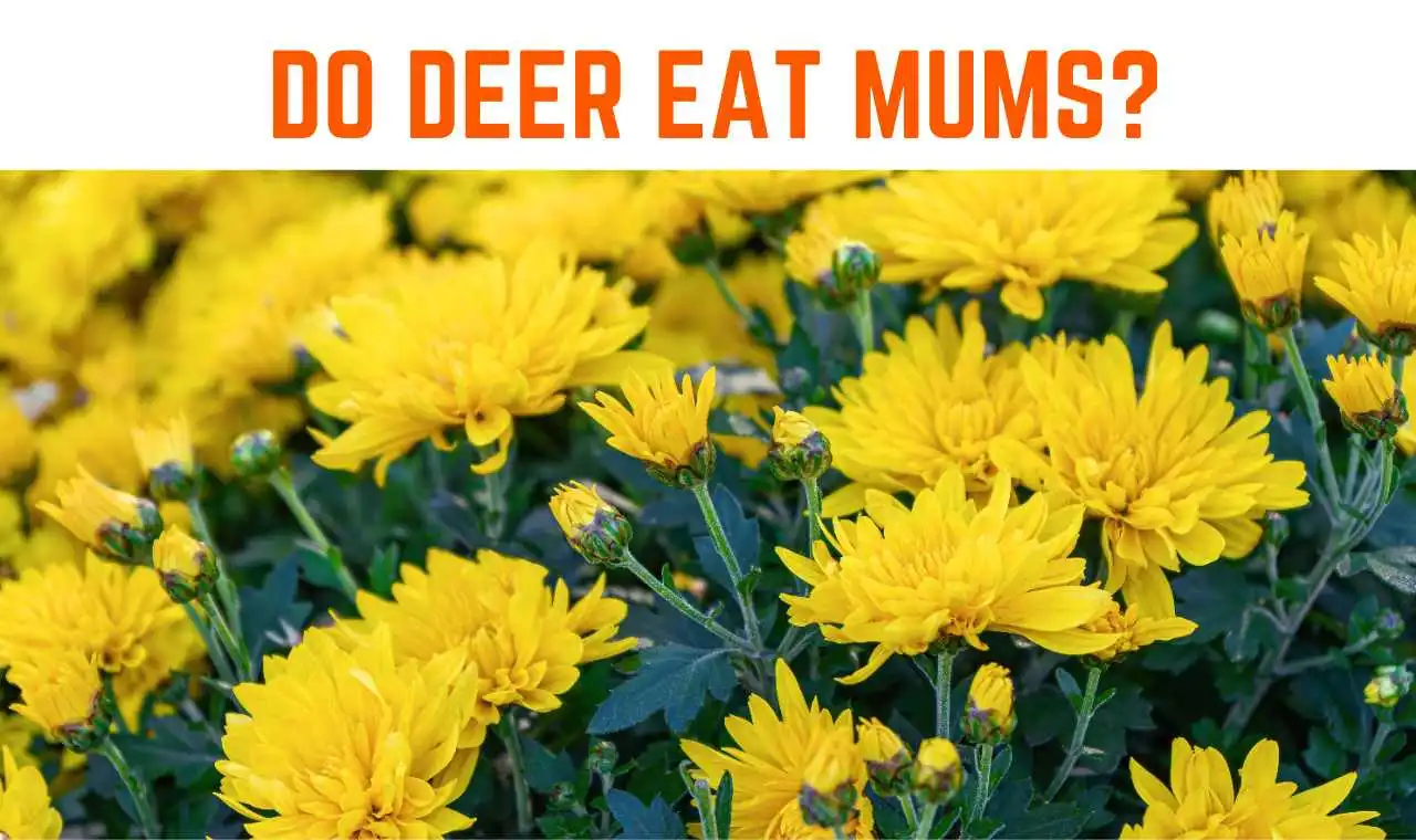 Do Deer Eat Mums? Debunk the Myth!